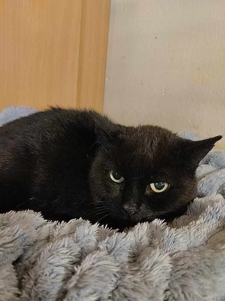 Europäische Hauskatze